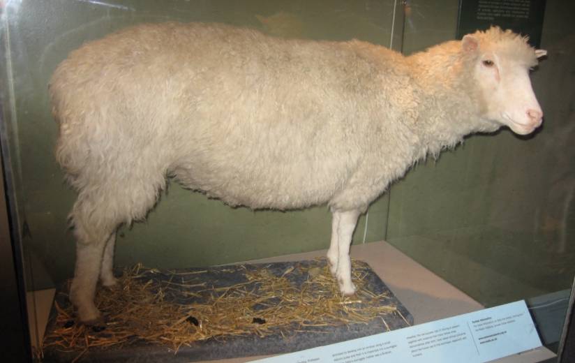 Dolly (voor zover bekend) 's werelds eerste kloon van een volwassen zoogdier