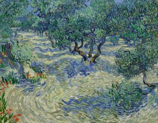 Olijfbomen - Vincent van Gogh