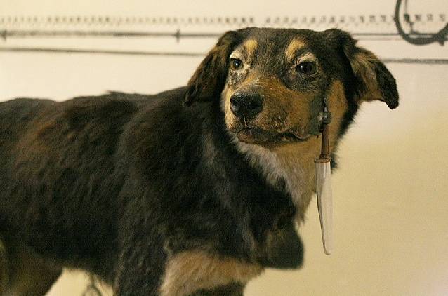 De Pavlovreactie - Eén van Pavlovs honden (Pavlov Museum, 2005) - cc