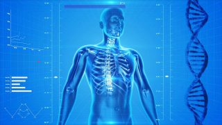 "Een rib uit mijn lijf" - Menselijk skelet met ribbenkast (cc - Pixabay)