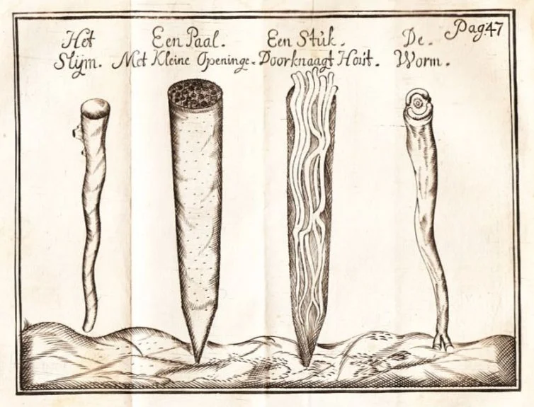 De gevreesde paalworm volgens een pamflet uit 1733