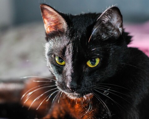 Vrijdag de dertiende - Een zwarte kat wordt soms ook als een teken van ongeluk beschouwd