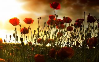 De klaproos "Poppy", symbool van de Eerste Wereldoorlog