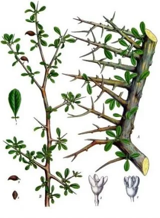 Mirre (Commiphora myrrha) - wiki