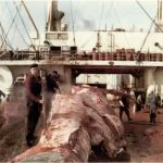 De resten van de walvis werden op het vleesdek tot kleine hompen vlees verwerkt. (Afbeeldingen: boek / AUP)