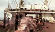 De traanjagers – Herinneringen van naoorlogse walvisvaarders