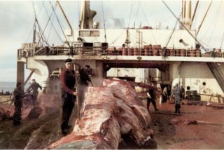 De resten van de walvis werden op het vleesdek tot kleine hompen vlees verwerkt. (Afbeeldingen: boek / AUP)