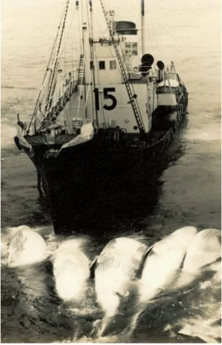 Een van de jagers brengt de gedode walvissen naar het moederschip.