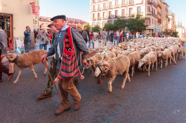 Schapen in Madrid, 2003 (CC BY-SA 3.0 - Barcex - wiki)