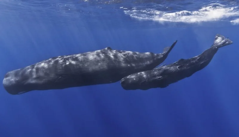 De potvis of de 'sperm whale' (CC BY-SA 2.0 - Gabriel Barathieu - wiki)