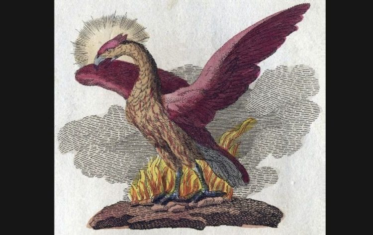 Als een feniks uit de as herrijzen - Uitdrukking | Historiek