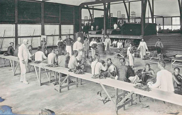 Interieur van de tabaksonderneming Mariendal van de Deli Maatschappij aan Sumatra’s Oostkust. Vanaf 1958 vond veiling van de tabak plaats in Bremen in plaats van Amsterdam.