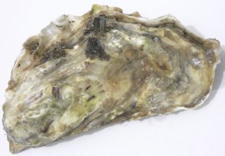 Gesloten oester (CC BY-SA 3.0 - David.Monniaux - wiki)