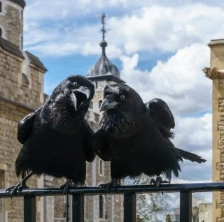 Twee raven bij de Tower of London - Jubilee en Munlin (CC BY-SA 4.0 - Colin - wiki)