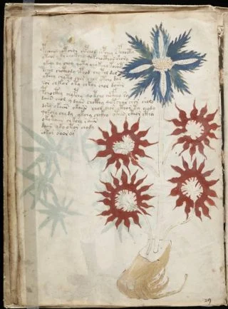 Pagina uit het Voynich-manuscript (Publiek Domein - wiki)