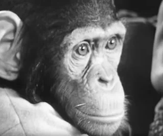 Chimpansee in de tweede aflevering van de serie (Still YouTube)