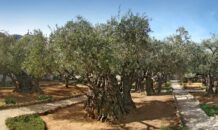 De tuin van Getsemane – Jezus in doodsangst