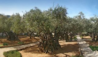 De tuin van Getsemane (CC BY-SA 4.0 - Tango7174 - wiki)