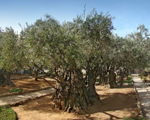 De tuin van Getsemane (CC BY-SA 4.0 - Tango7174 - wiki)