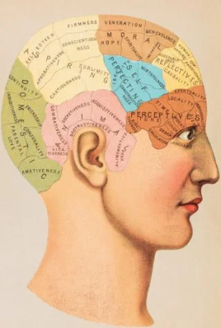 Schedelkaart met de locatie van verschillende eigenschappen in het brein.  Bron: De hersenverzamelaar