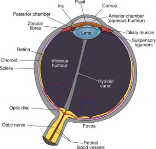 Diagram van het oog