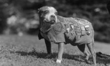 Sergeant Stubby, de meest gedecoreerde hond uit de Eerste Wereldoorlog