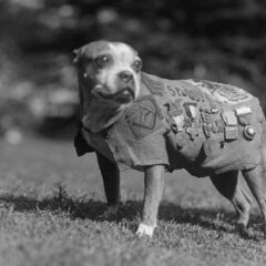 Sergeant Stubby, de meest gedecoreerde hond uit de Eerste Wereldoorlog