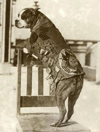 Sergeant Stubby