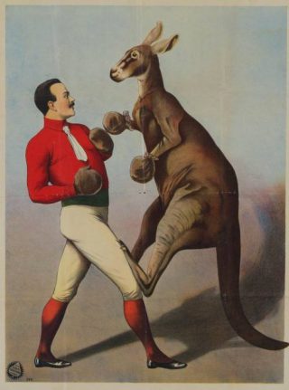 Kangoeroes waren vroeger geregeld te zien in circussen - Adolph Friedländer