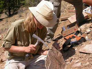 Een paleontoloog aan het werk 