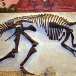 Paleontologie - Skelet van een dinosaurus