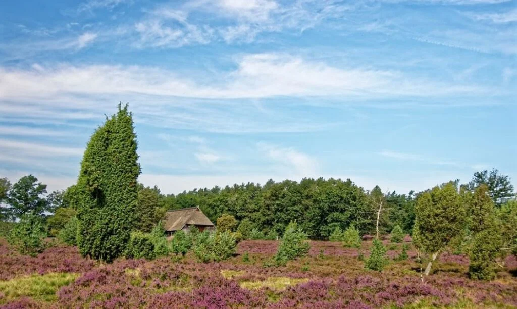 Foto van een willekeurig heideveld