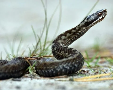 Adder