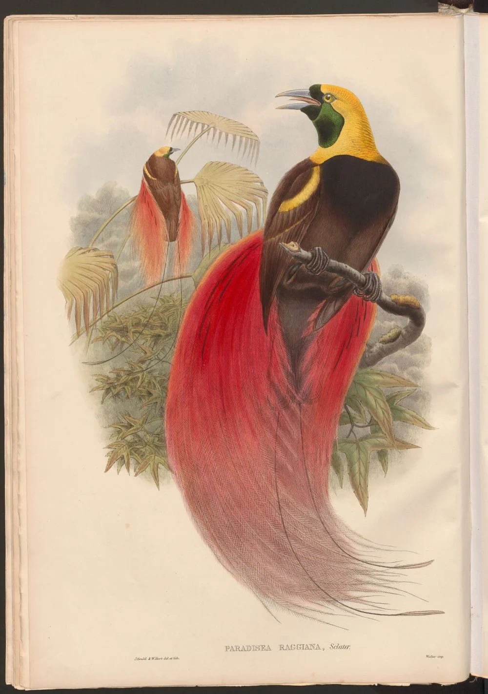 Raggi's paradijsvogel - Gould, 1875-1888 