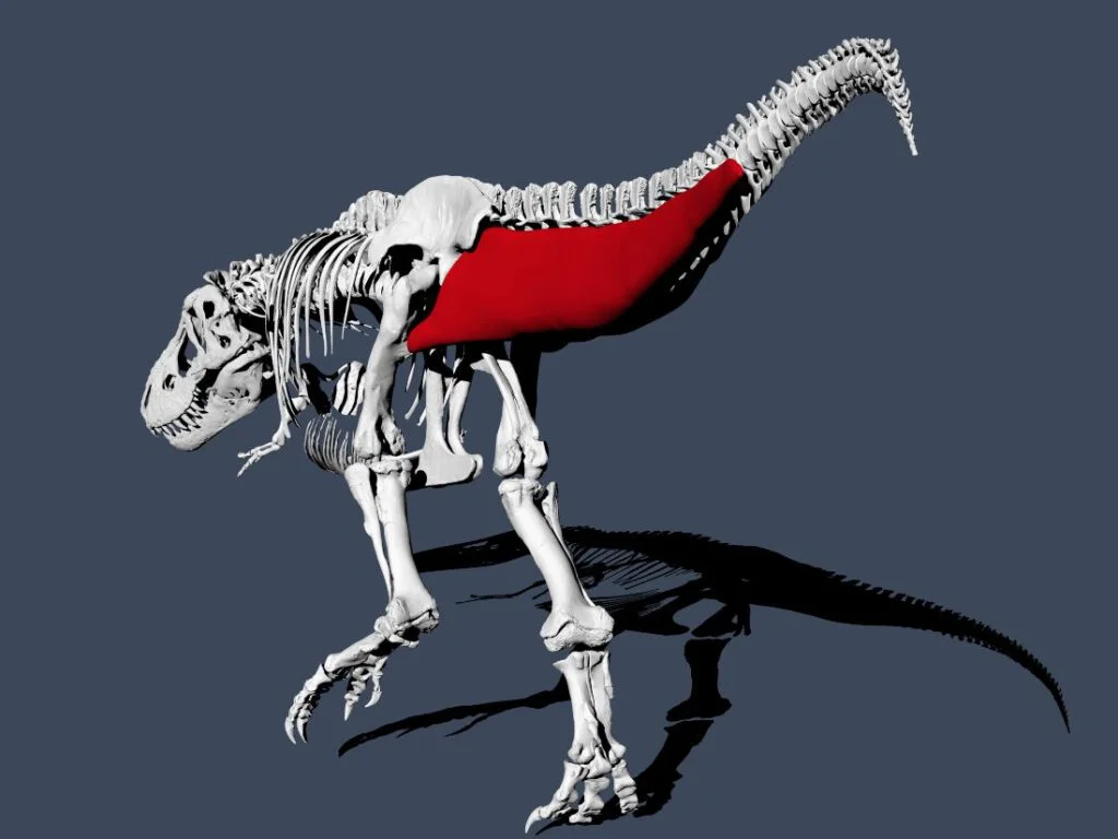 De Tyrannosaurus rex met reconstructie van de spieren in de staart