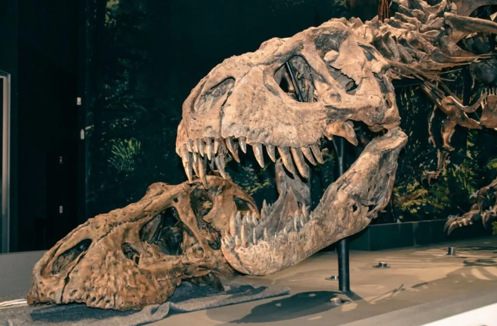 Een deel van de 3D-print van Trix naast het echte skelet van de Tyrannosaurus rex van Naturalis