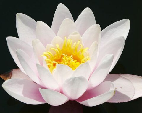 In veel Aziatische tradities staat de Lotusbloem symbool voor karma
