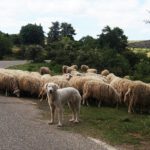 Hond bij een kudde schapen
