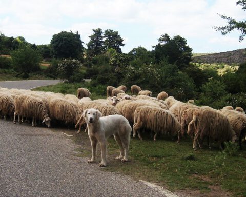 Hond bij een kudde schapen