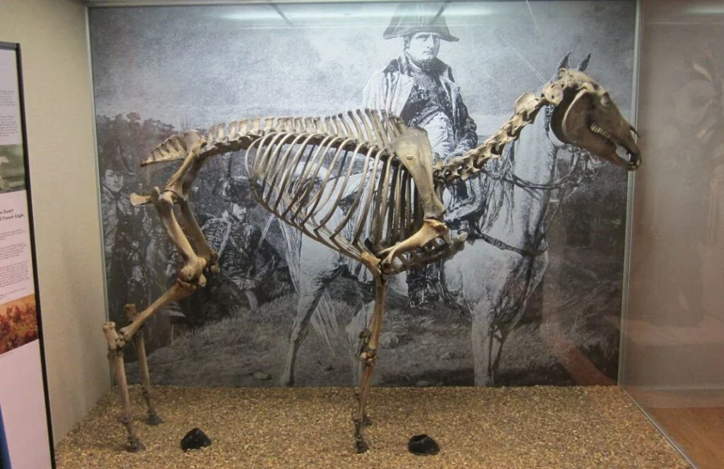 Skelet van Marengo zoals te zien in Londen, 2011 