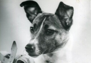 Ruimtehondje Laika, 1957