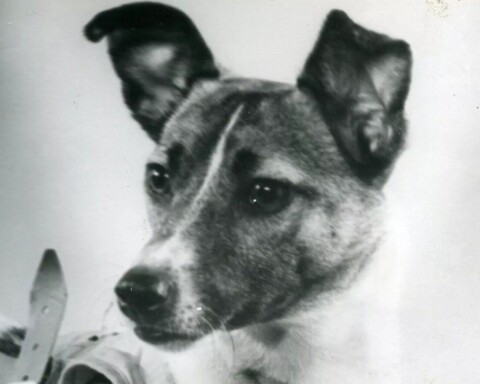 Ruimtehondje Laika, 1957