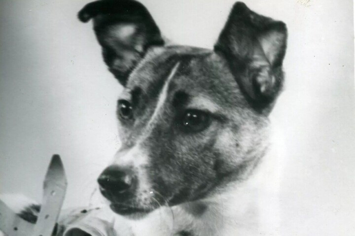 Ruimtehondje Laika, 1957