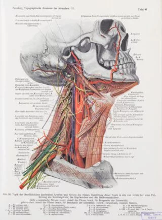 de aan de oppervlakte liggende aders en zenuwen van de hals (scan Universiteitsbibliotheek Gent)