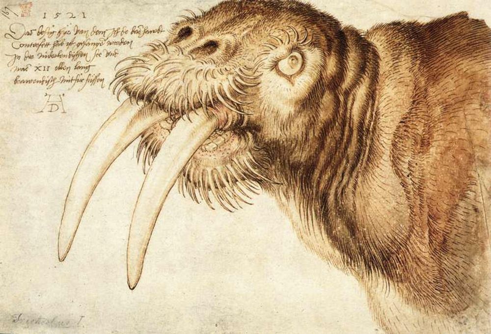 Kop van een walrus, Albrecht Dürer, 1521