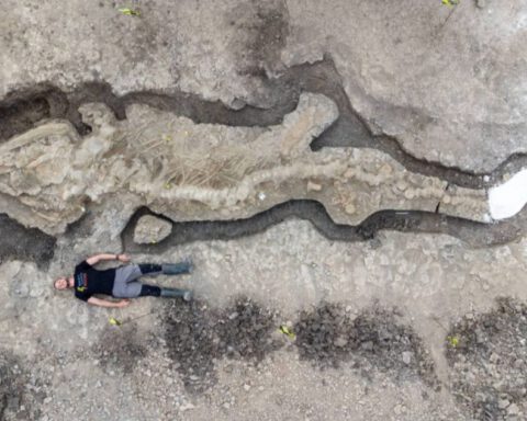 Formaat van de gevonden ichthyosaurus