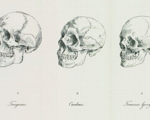 Tekeningen van de Duitse antropoloog en anatoom Johann Friedrich Blumenbach (1752-1840) die onderzoek deed naar de mensheid en een indeling in vijf rassen maakte.