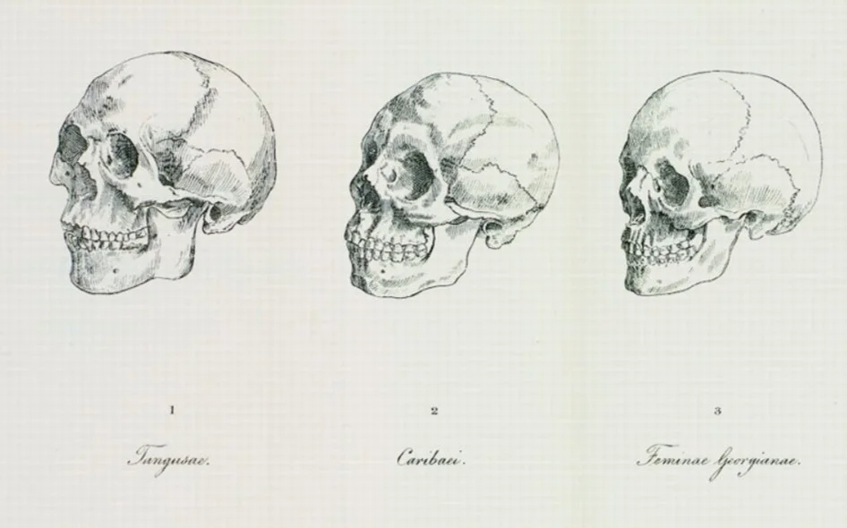 Tekeningen van de Duitse antropoloog en anatoom Johann Friedrich Blumenbach (1752-1840) die onderzoek deed naar de mensheid en een indeling in vijf rassen maakte.