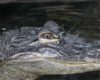 Krokodillentranen huilen – Betekenis en herkomst