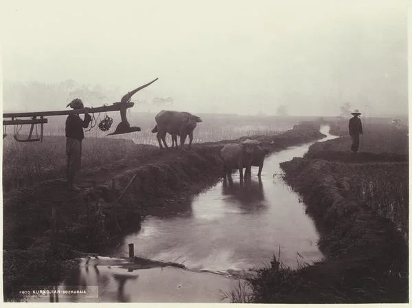 Boeren met karbouwen op een sawah op Java, ongeveer 1900. De man links draagt een ploeg